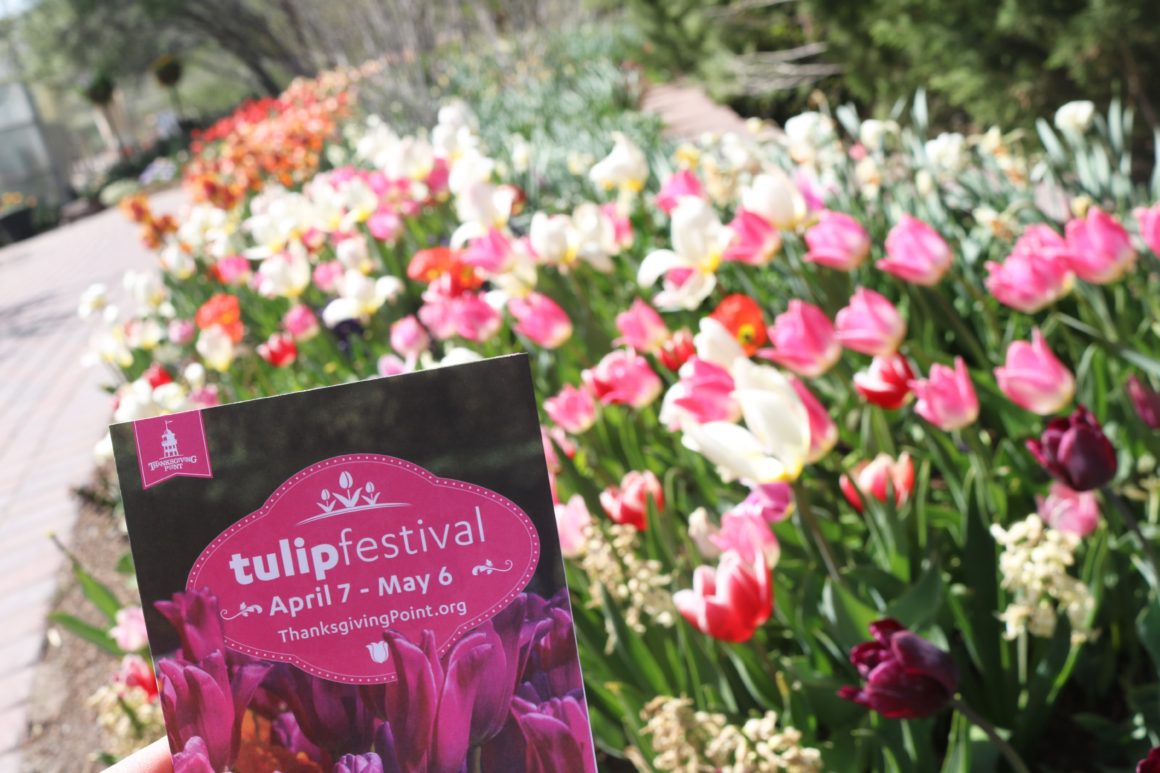Tulip Festival at Thanksgiving Point